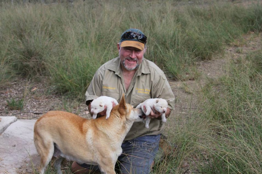 Simon Stretton, passionate dingo advocate and former farmer, with dingo pups at Durong Dingo Sanctuary