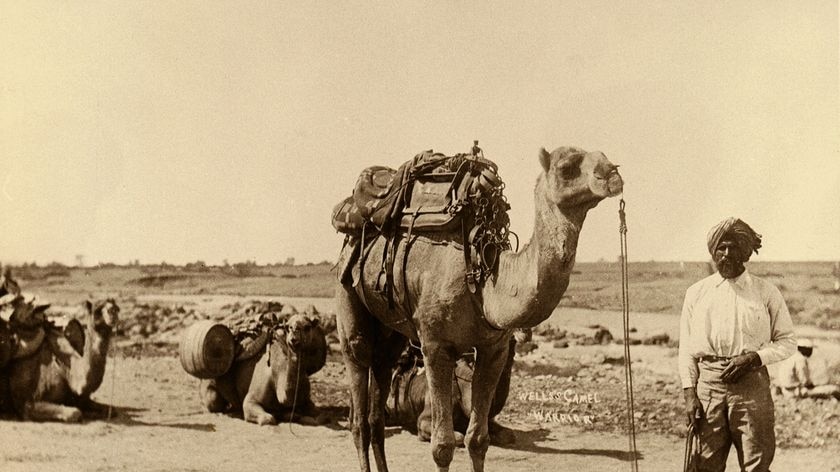 Muslim cameleer Bejah Dervish at Mullewa, WA, leaving for the Calvert Expedition in 1896.