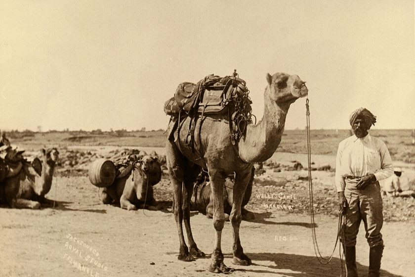 Muslim cameleer Bejah Dervish at Mullewa, WA, leaving for the Calvert Expedition in 1896.