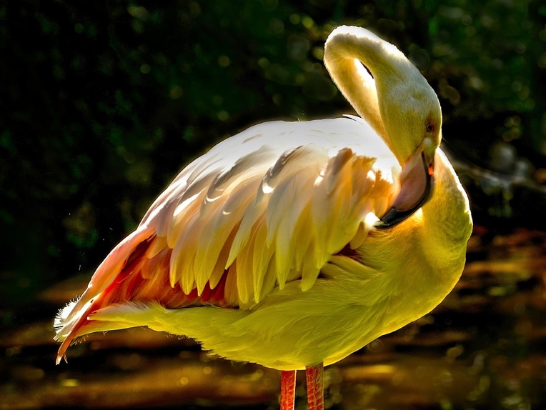 yellow flamingo