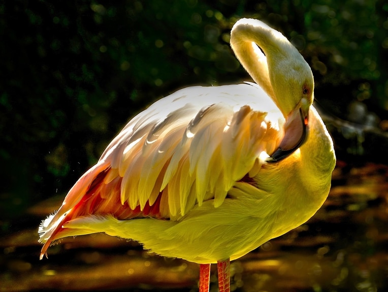 Greater flamingo at Adelaide Zoo which is a similar species to the flamingo bones found at Alcoota, 250 kilometres north west of Alice Springs.