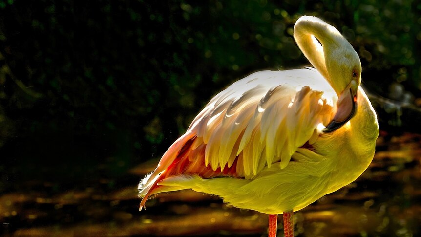 Greater flamingo at Adelaide Zoo which is a similar species to the flamingo bones found at Alcoota, 250 kilometres north west of Alice Springs.