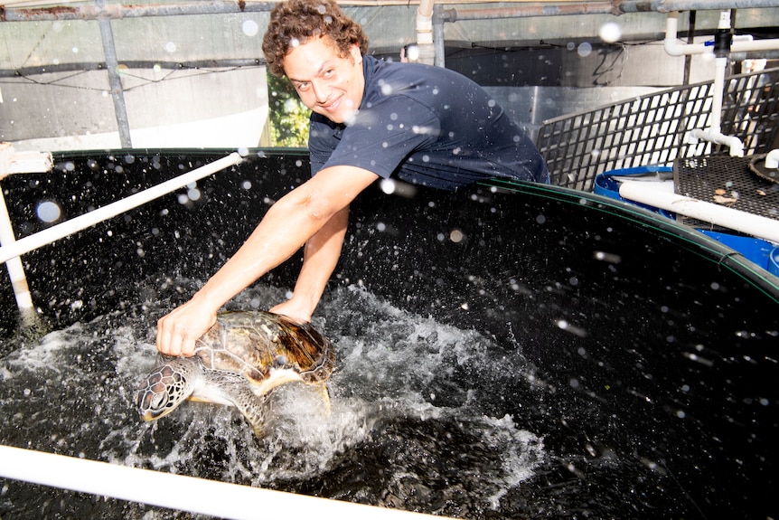 A researcher catches a turtle in a tub