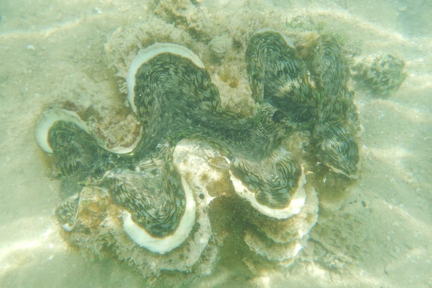 A giant clam in the water near Groote Eylandt