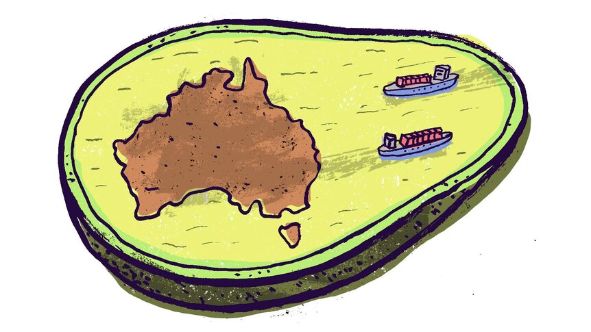 An illustration depicting half an avocado, with a seed shaped like Australia and ships moving through a green sea of flesh.