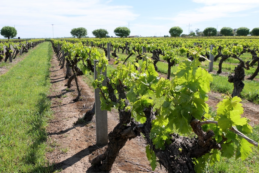 Old, gnarled vines are sprouting leaves at the start of spring. Grass grows between the rows. It's a sunny day  