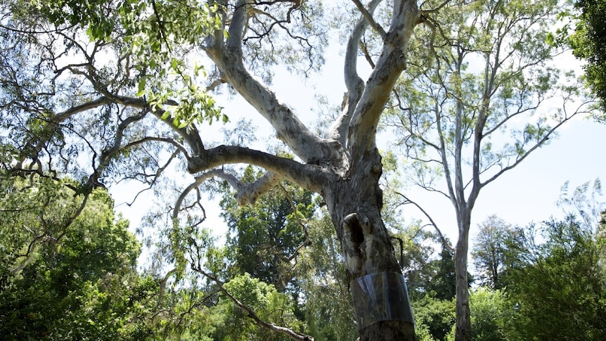 Separation Tree In Melbournes Botanic Gardens Unlikely To Survive