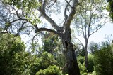 Separation Tree in the Melbourne Botanic Gardens
