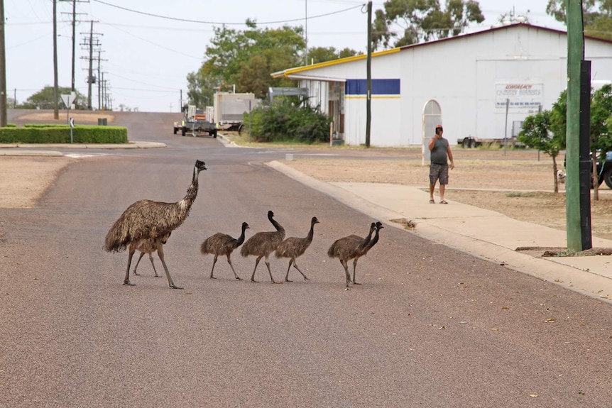 An adult emu and four chicks cross a road in an outback town.
