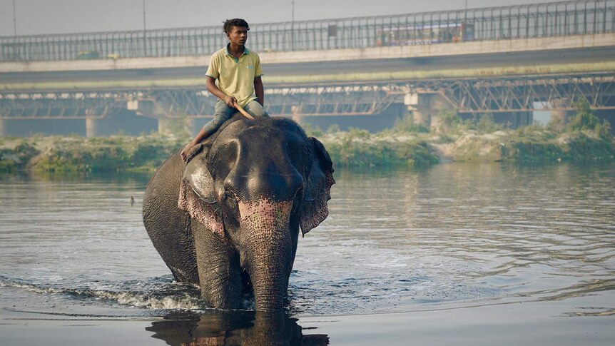 A man rides an elephant in a river in New Delhi.