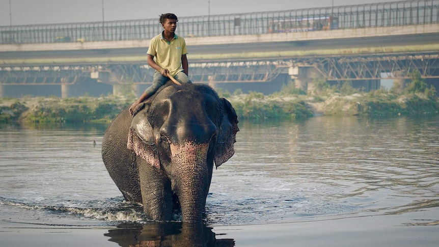 A man rides an elephant in a river in New Delhi.