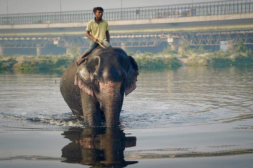 A man rides an elephant in a river in New Delhi.