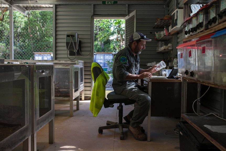 Kent Retallick at his desk examining skink eggs on Christmas Island.