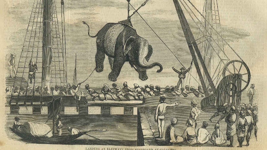 Landing an elephant at Calcutta