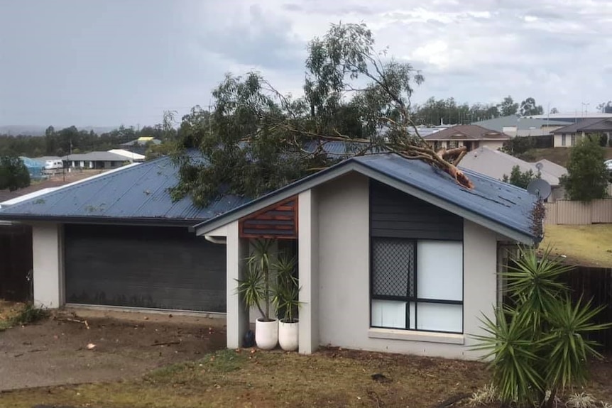 A tree sits on the roof of a house.