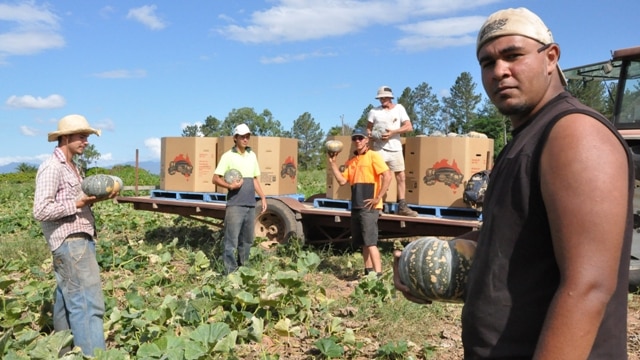 Pumpkin pickers near a truck