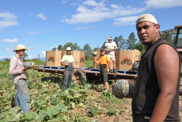 Picking pumpkins in a paddock near Mareeba