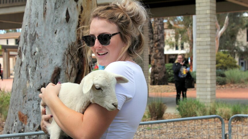 Student enjoys a cuddle with an infant lamb.