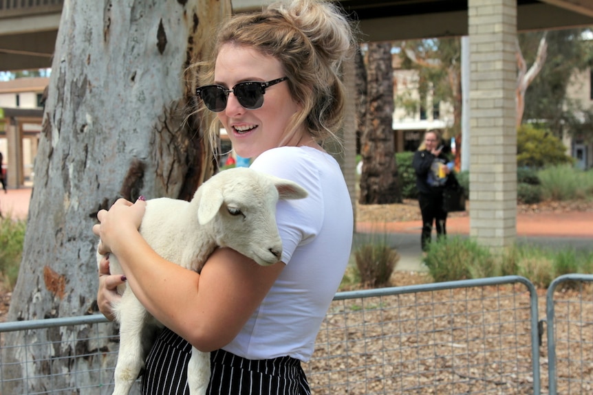 Student enjoys a cuddle with an infant lamb.