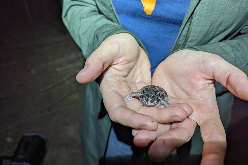 Outstretched hands holding a female burrowing frog, under the light of a headtorch.