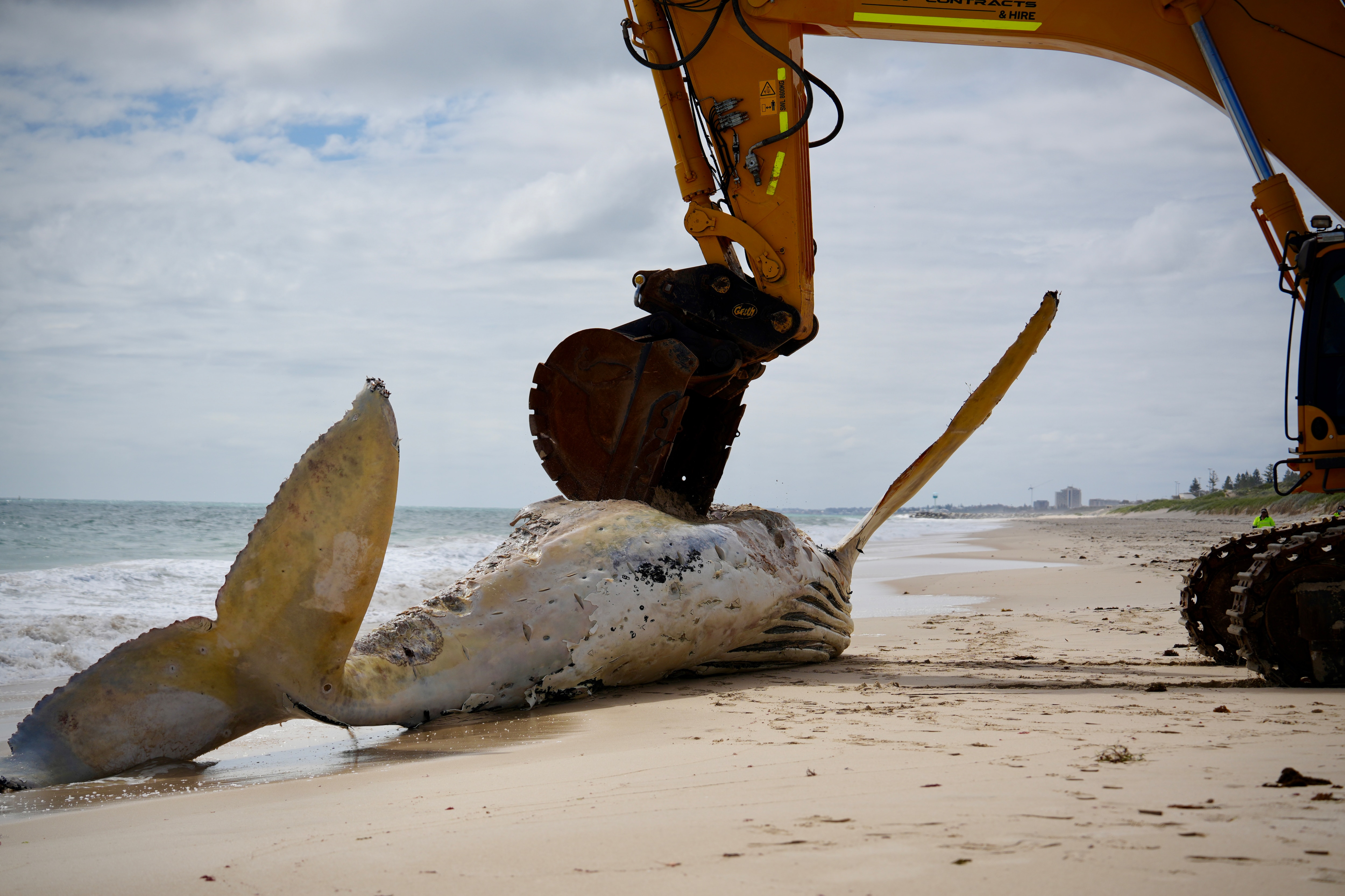 Mammoth effort underway to remove whale carcass from Perth beach