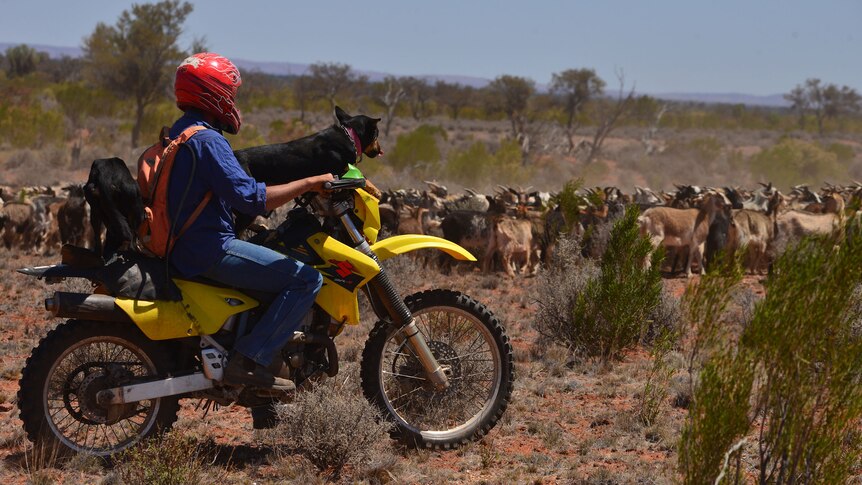 Motorbike rider musters feral goats with two kelpies on the bike