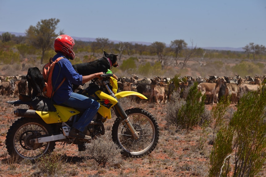 Motorbike rider musters feral goats with two kelpies on the bike