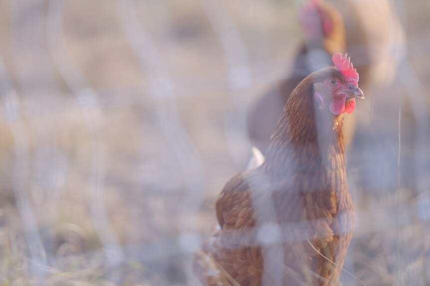 A hen on a free range farm.