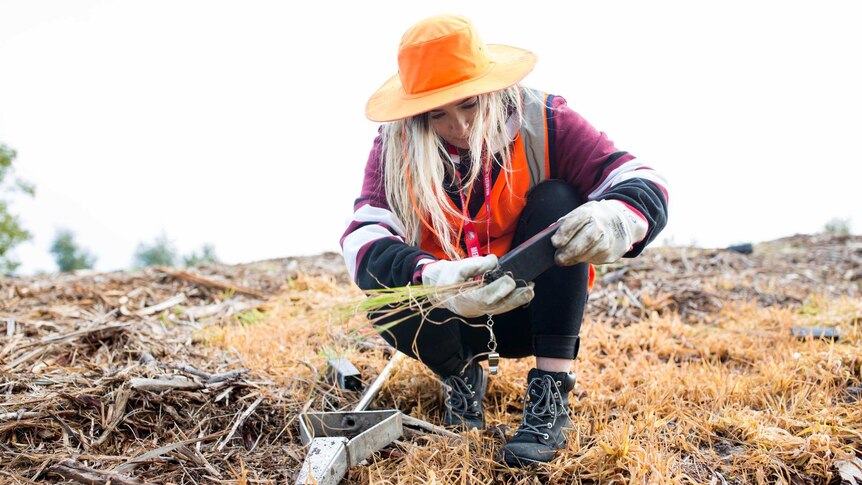 Elecia, in full high visibility vest, hat and gloves, crouches to plant a seedling.