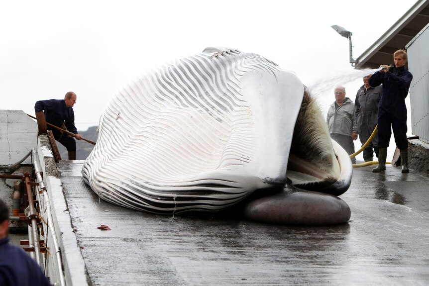 A dead fin whale being hosed down. 