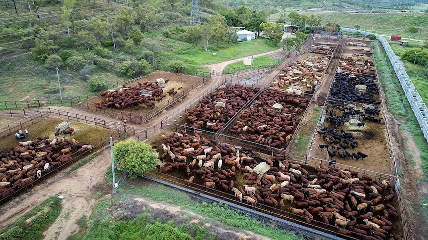 cattle from the air in yards