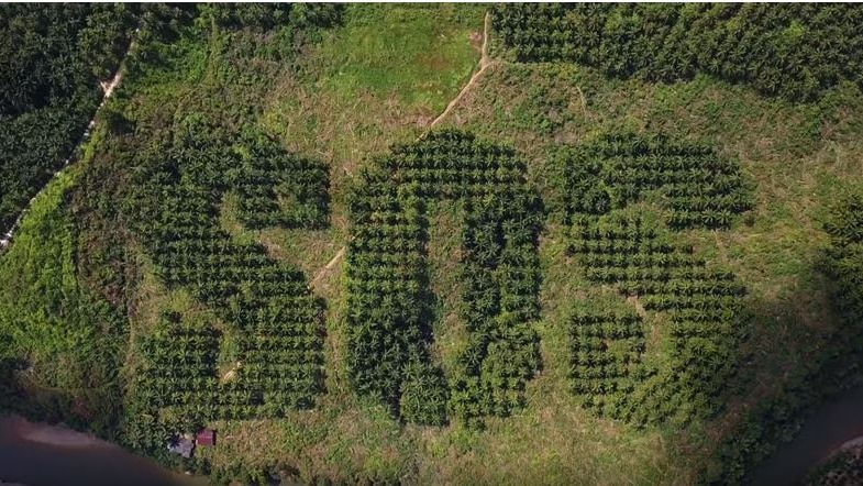 An aerial photo showing SOS carved into a palm oil plantation.