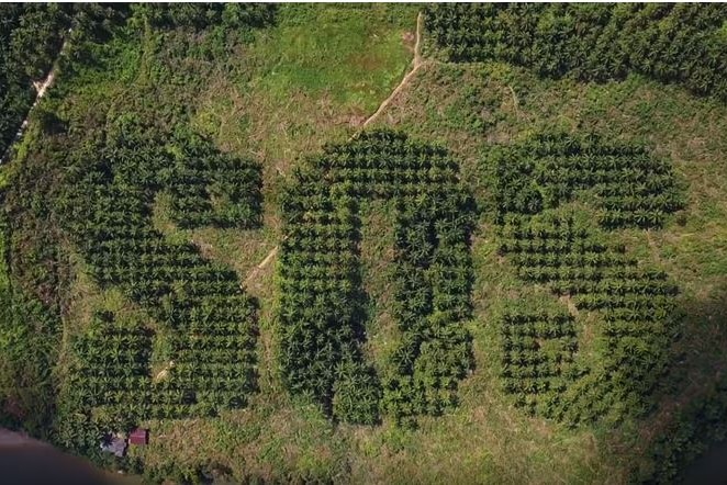 An aerial photo showing SOS carved into a palm oil plantation.