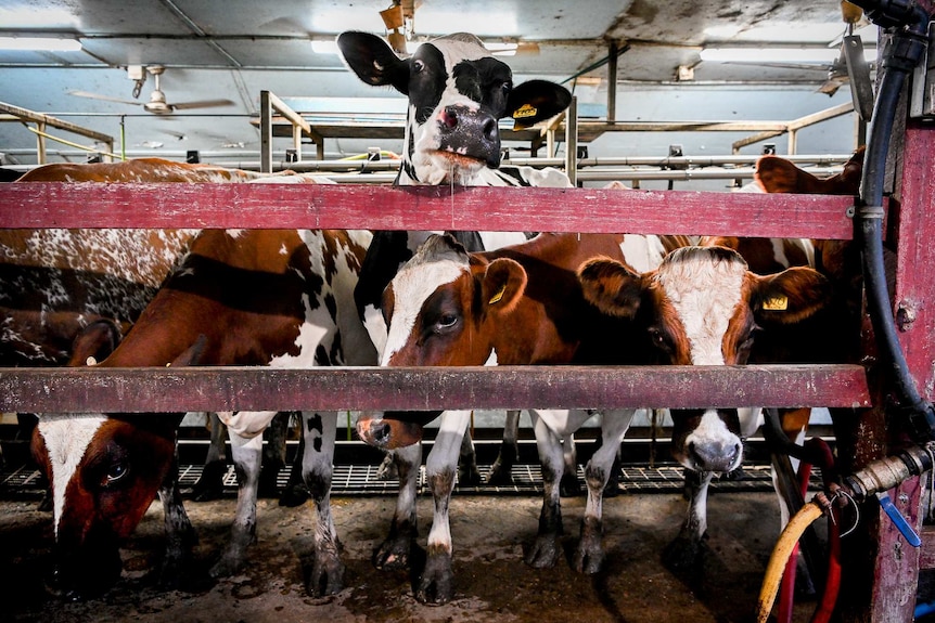 Cows group together in an fenced indoor area.