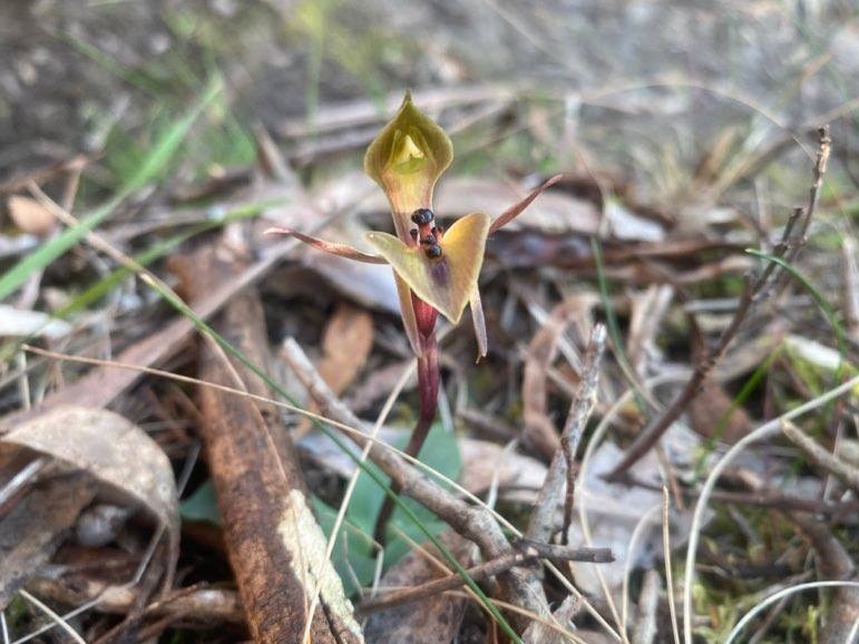 Close-up of a small orchid on forest floor 