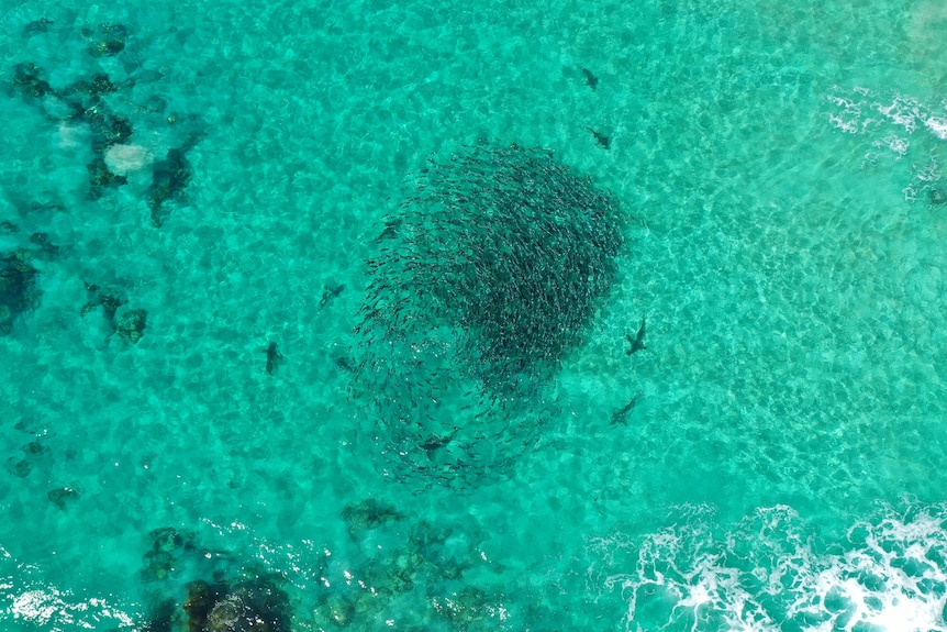 Drone shot of salmon school circled by bronze whalers.