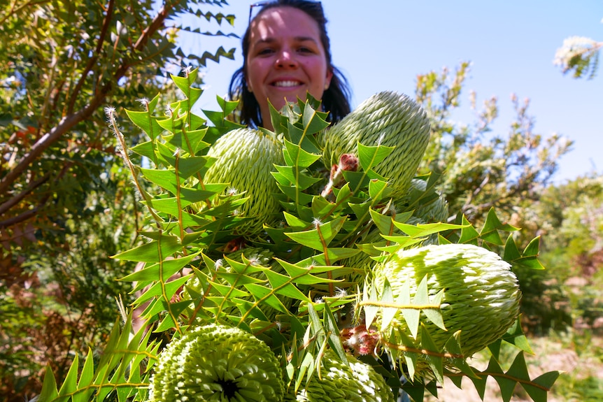 A women holds green Australian native flowers to the camera, her face can be seen in the background. 