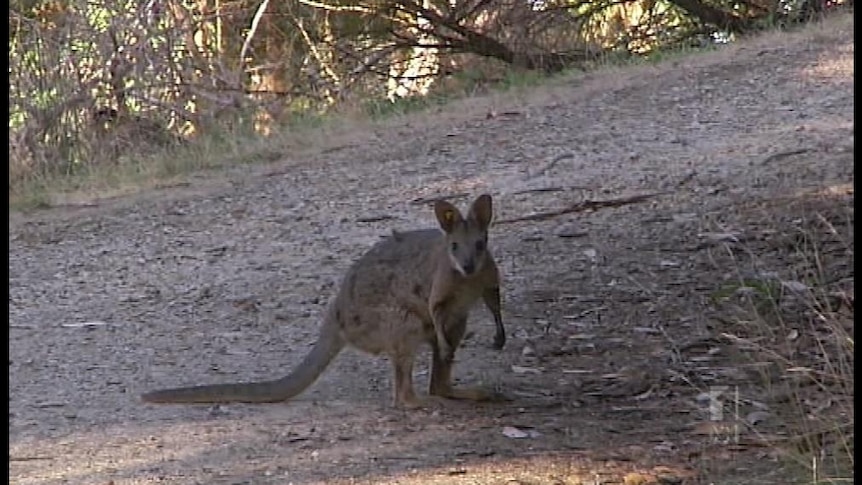 Wallabies back from the brink
