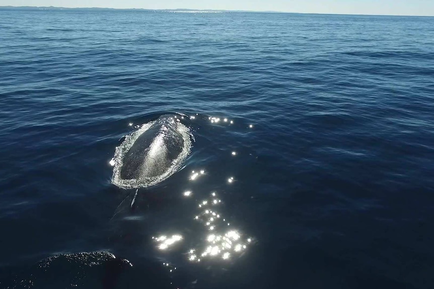 A humpback whale swims in waters off the Gold Coast.