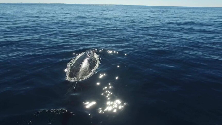 A humpback whale swims in waters off the Gold Coast.