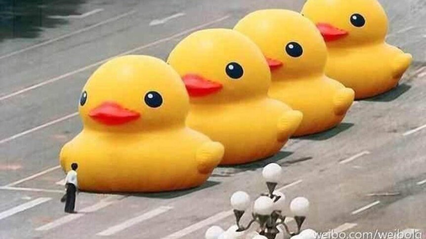 A row of giant rubber ducks in a row with a man staring them down