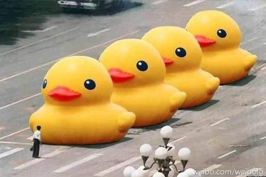 A row of giant rubber ducks in a row with a man staring them down
