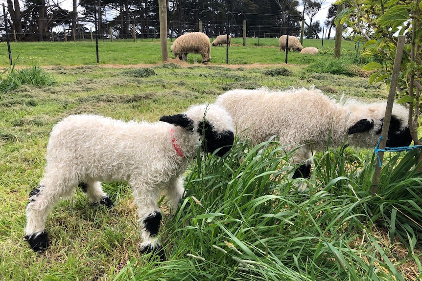 Photo of Blacknose lambs in field