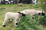 Photo of Blacknose lambs in field
