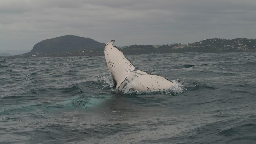 The tail of a whale calf out of the water with the Sunshine Coast mainland in the background.