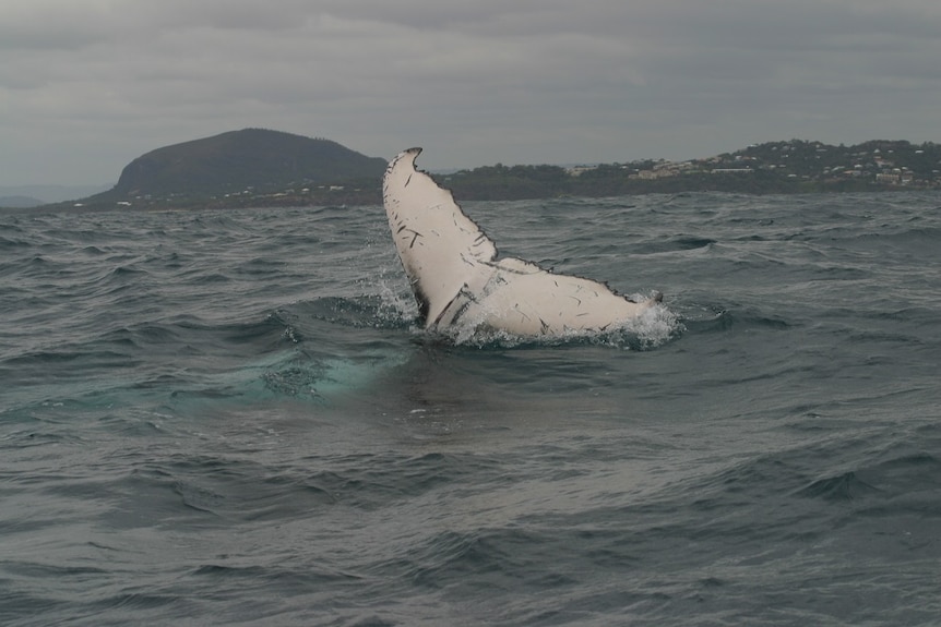 The tail of a whale calf out of the water with the Sunshine Coast mainland in the background.