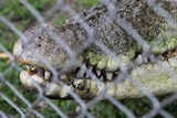 A close-up photo of a crocodile's snout and teeth, visible through a fence.