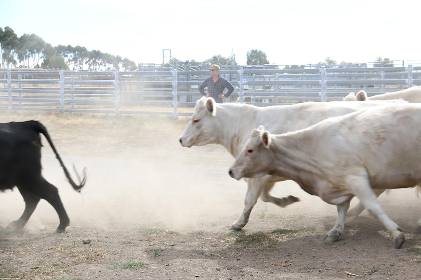 Several cattle kick up dust in a pen