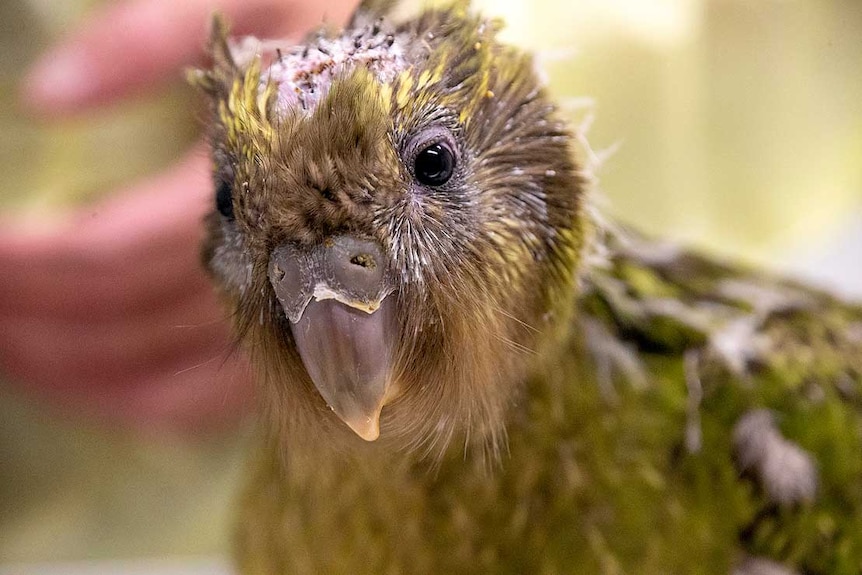 A close-up image of the face of a kakapo chic with its head feathers plucked out.