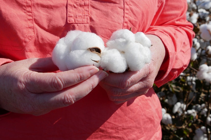 A close-up picture of a woman's hands holding cotton